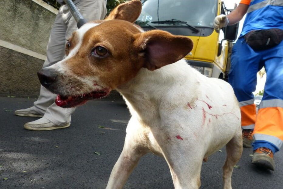 50 cães foram retirados de uma casa em Câmara de Lobos, na Madeira