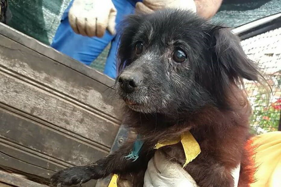 50 cães foram retirados de uma casa em Câmara de Lobos, na Madeira
