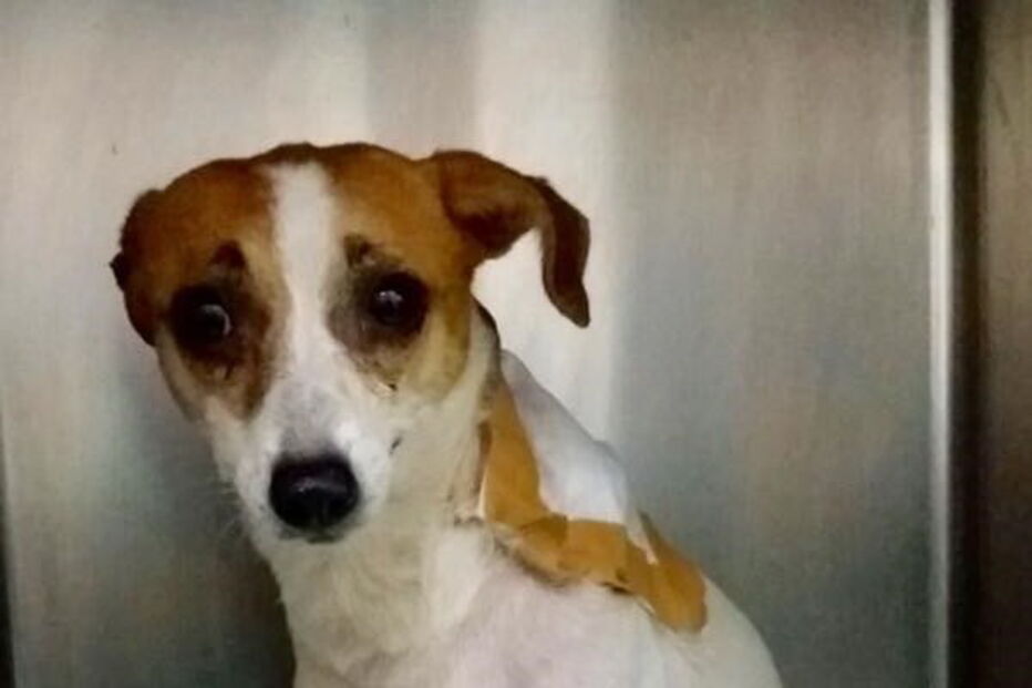 50 cães foram retirados de uma casa em Câmara de Lobos, na Madeira