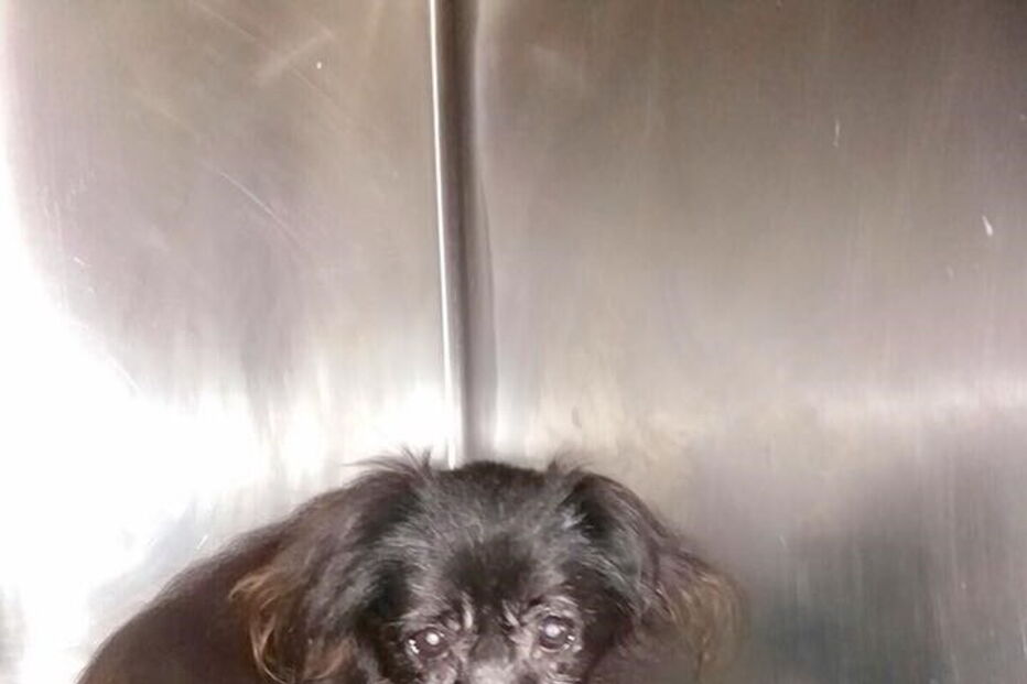 50 cães foram retirados de uma casa em Câmara de Lobos, na Madeira