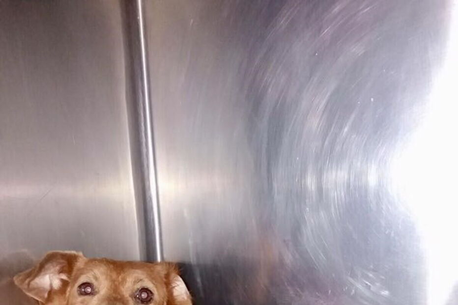 50 cães foram retirados de uma casa em Câmara de Lobos, na Madeira