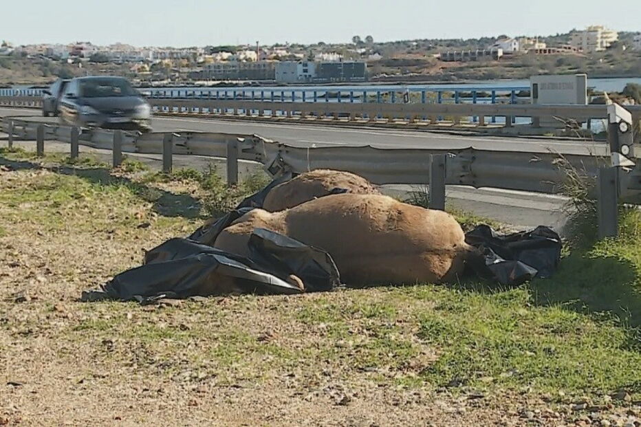 Homem colidiu com cavalos na EN 125
