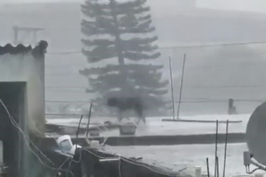 cão, preso, Brasil, maus tratos, chuva torrencial 