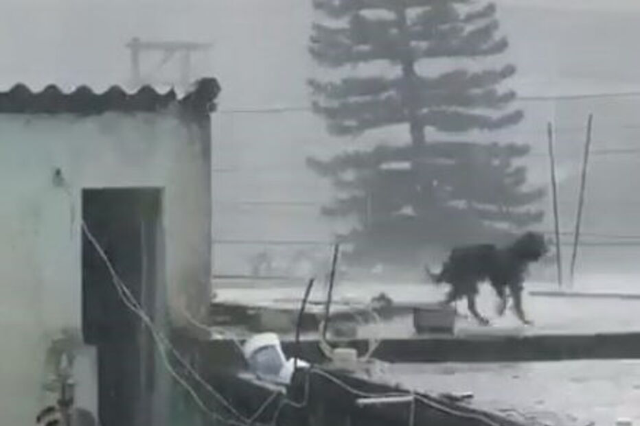 cão, preso, Brasil, maus tratos, chuva torrencial 