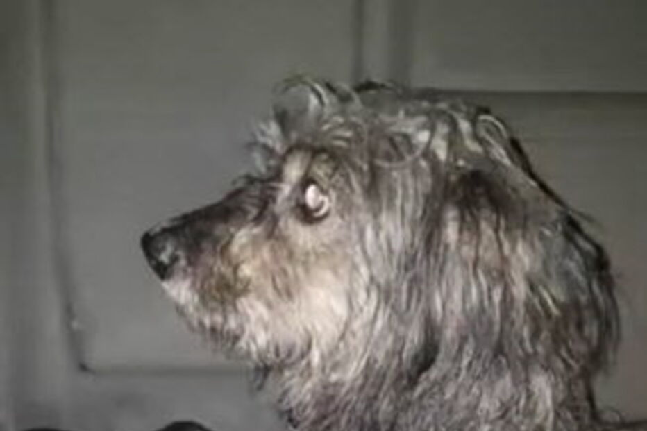 cão, preso, Brasil, maus tratos, chuva torrencial 