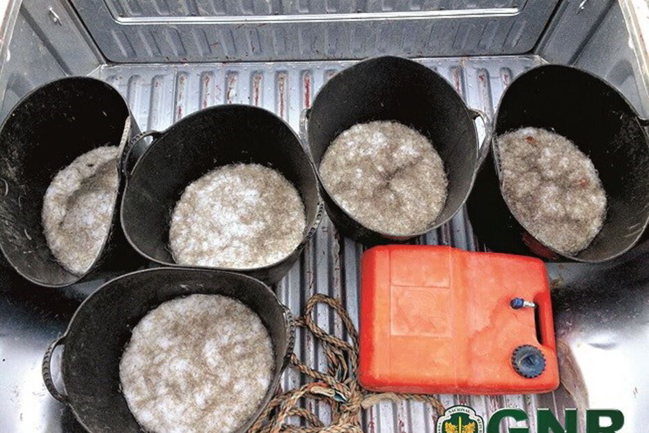 Meixão apreendido pela GNR 