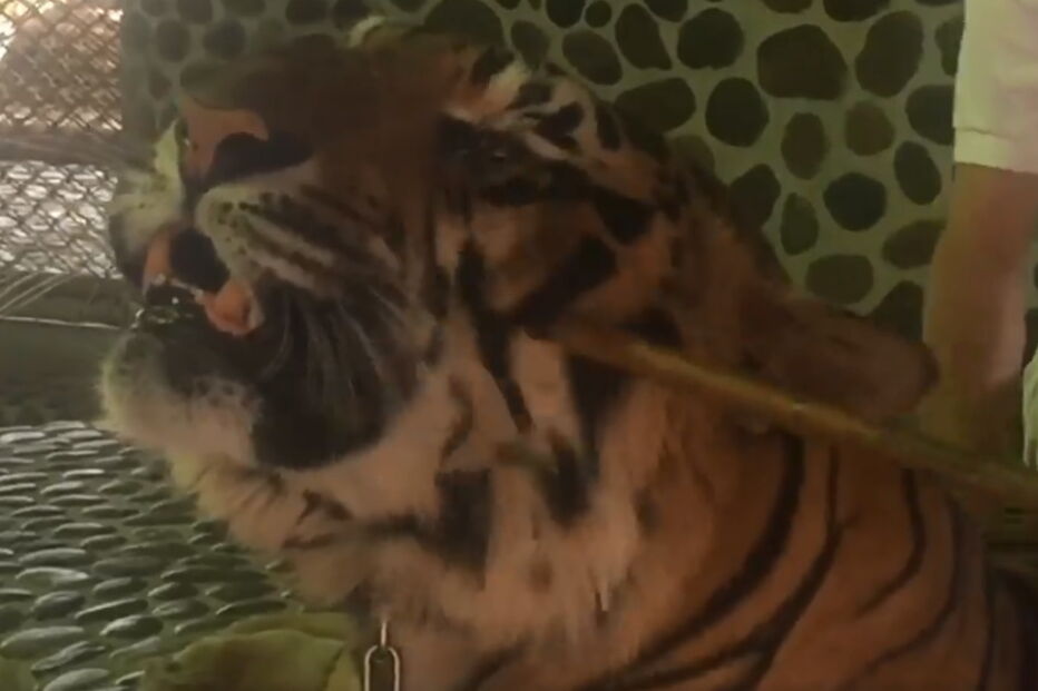 Tigre sofre maus tratos todos os dias para turistas poderem tirar foto