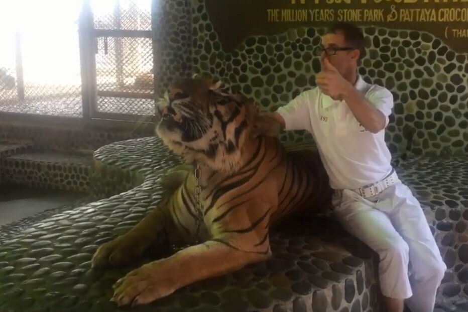 Tigre sofre maus tratos todos os dias para turistas poderem tirar foto