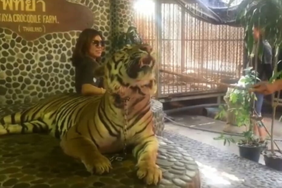 Tigre sofre maus tratos todos os dias para turistas poderem tirar foto