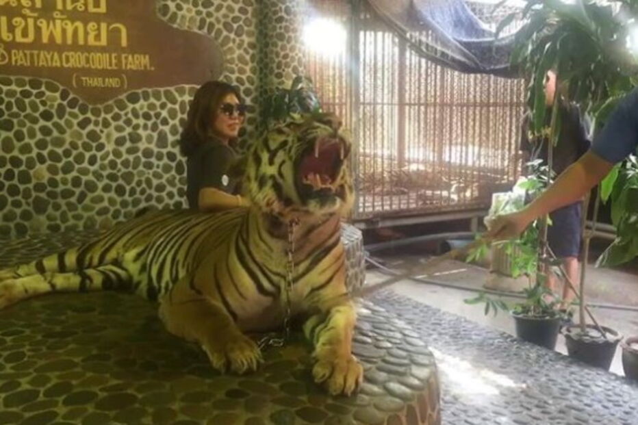 Tigre sofre maus tratos todos os dias para turistas poderem tirar foto