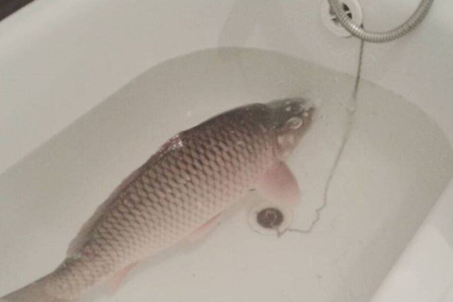 2017-12-23_17_06.26 Eslováquia - peixe frito.PNG