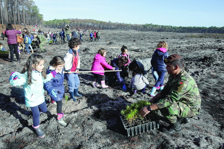 Incêndio de 15 de outubro destruiu nove mil hectares do Pinhal de Leiria que terão de ser limpos e alvo de reflorestação