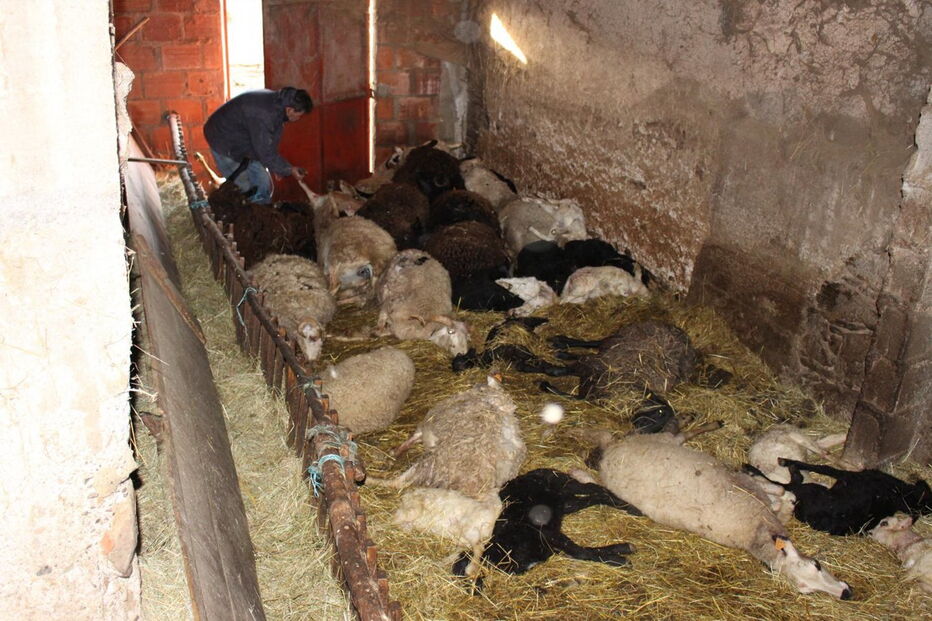 Ovelhas encontradas mortas 