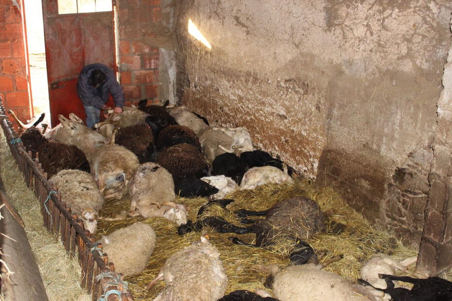 Ovelhas encontradas mortas 