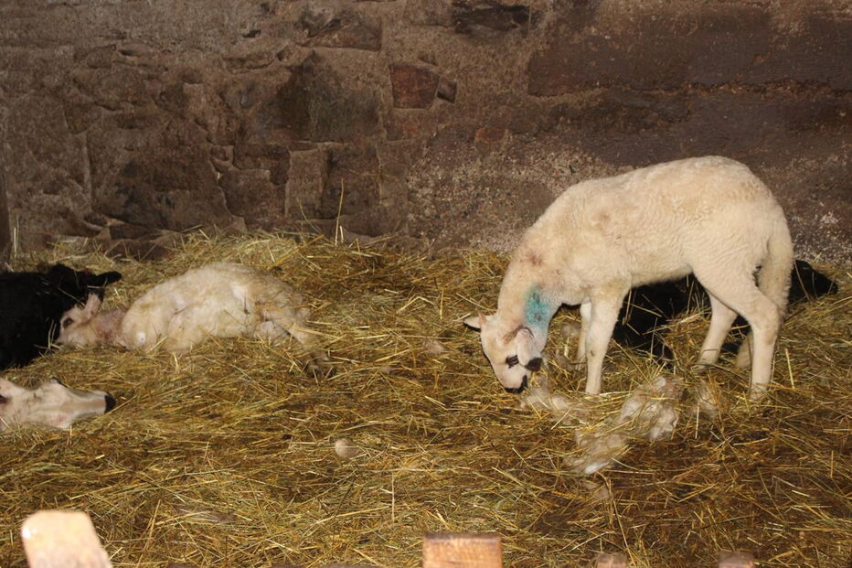 Ovelhas encontradas mortas 