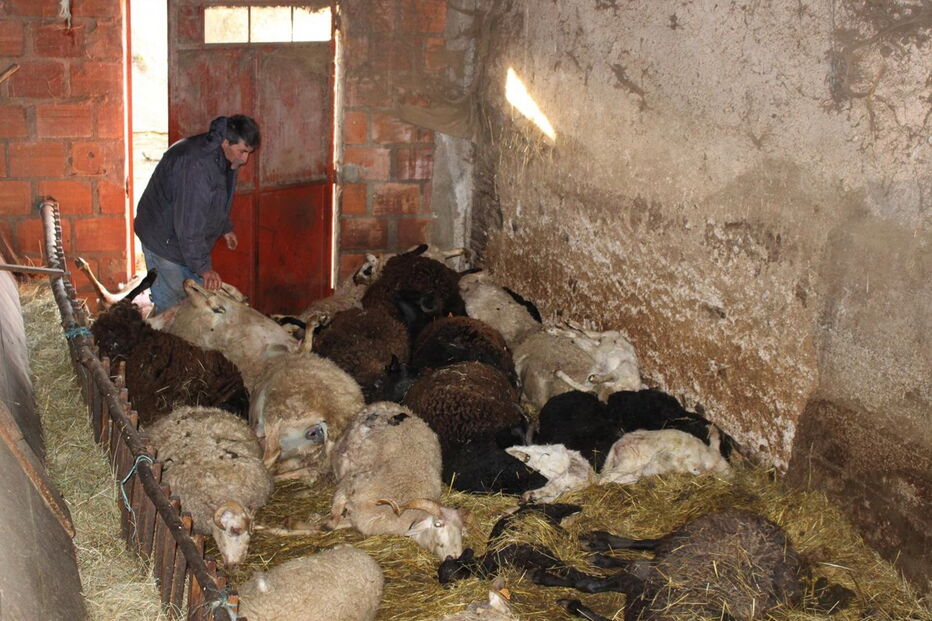 Ovelhas encontradas mortas 