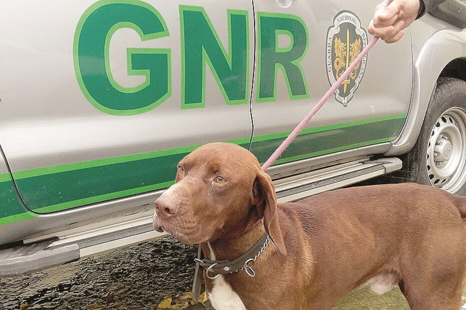 Cão foi encontrado pela GNR