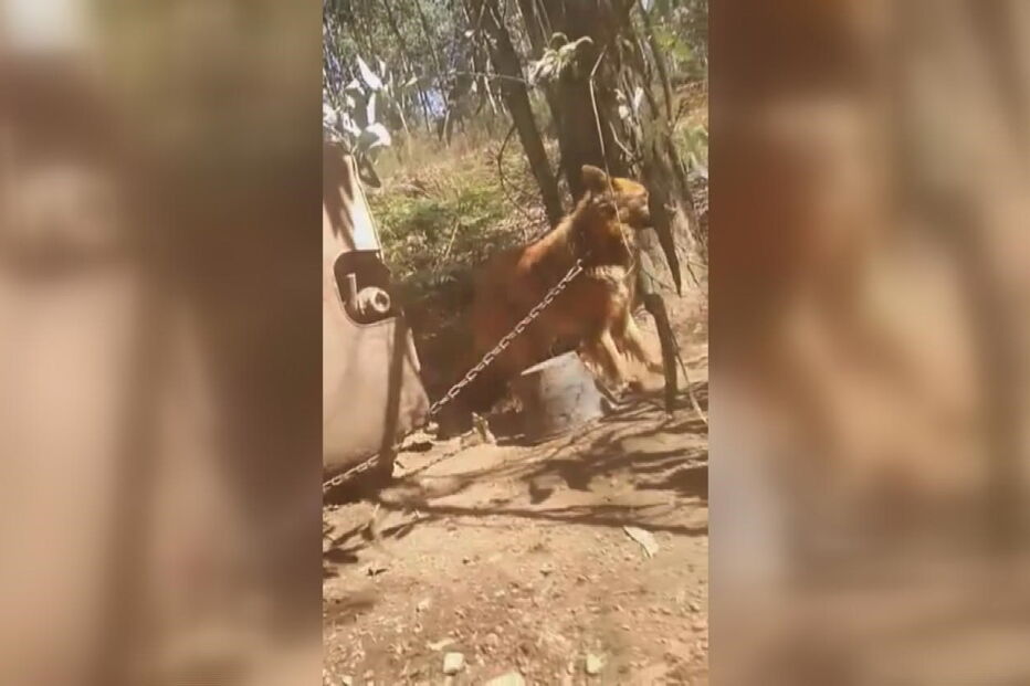 Foi aberta uma investigação às condições dos abrigos 