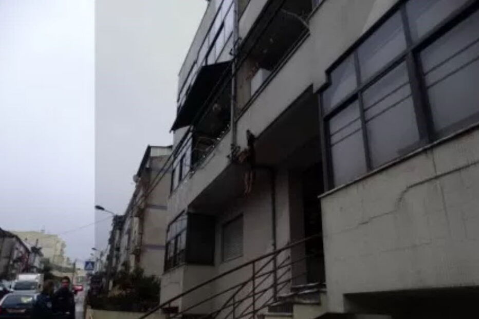 Cão morreu enforcado