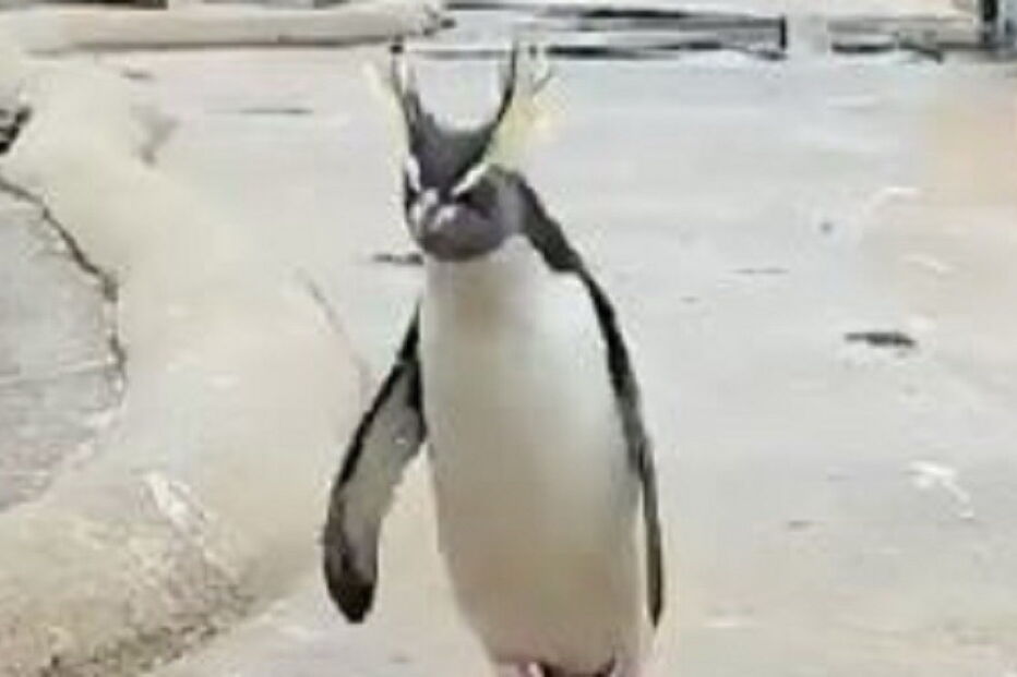 2017-12-31_03_32.35 pinguim.JPG