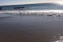 Baleia encalhou na praia de Monte Gordo
