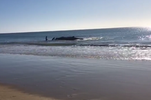 Baleia encalhou na praia de Monte Gordo