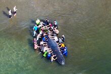 Populares salvam baleia que encalhou em Monte Gordo