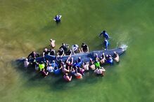 Populares salvam baleia que encalhou em Monte Gordo