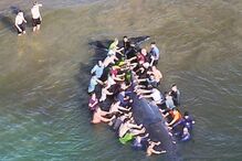 No dia 1, dezenas ajudaram a salvar o animal, que acabou por não sobreviver