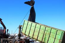 Cachalote acabou por voltar a dar à costa morto