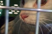 Gato Jackie encontrado no aeroporto de Lisboa