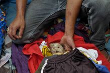 indonesia, ritual, mortos, cadaver