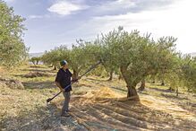 Oliveira é uma das espécies visadas por doença que causa destruição em Espanha