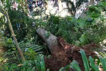 Árvore caiu durante romaria 