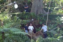 Árvore caiu durante romaria 