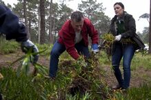Limpeza das florestas