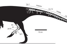 Dinossauro herbívoro