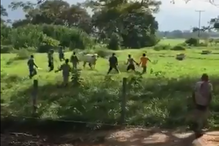 Vaca apedrejada até à morta na Venezuela