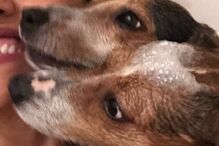 Rita Pereira nua na banheira com as cadelas