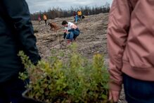 António Costa chama todos para reflorestar