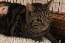 O gato 'Casper'