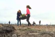 Primeiro-ministro quer um novo Pinhal de Leiria que não seja só de pinheiro