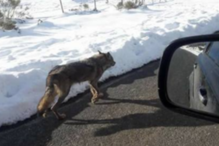 Atropela lobo de propósito e publica imagens no Facebook