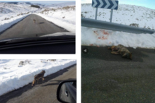 Atropela lobo de propósito e publica imagens no Facebook