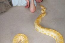 Dan tinha 10 cobras de estimação