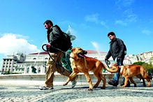 Proprietários podem fixar um número máximo de animais permitidos  