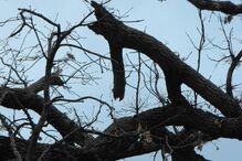 Árvore com 300 anos na Guarda