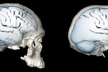 Fóssil em cavernas do Monte Carmelo, em Israel.