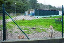 Canil da Sourepatas, para onde o cão foi atirado à noite