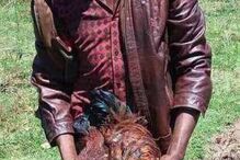 Viola duas galinhas até à morte